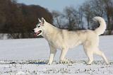 SIBERIAN HUSKY 448